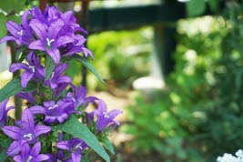 Fresh Giant Bellflower Campanula Latifolia Macrantha 50 Seeds US Seller - £5.24 GBP