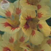 Nasturtium Peach Melba Seeds 8 Seeds Garden Beautiful - £4.80 GBP