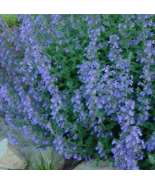 VN 200 Seeds Catmint Lavender Blue Heirloom Perennial Home Garden Seeds - $10.10