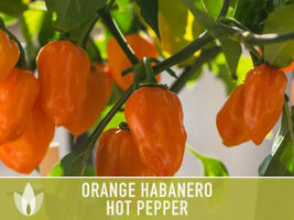 25 Habanero Orange Pepper Heirloom Hot Vegetable Seeds Edible Planting Food - £11.10 GBP