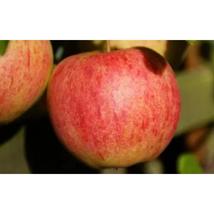 25+ Elstar Apple Seeds | Crisp Sweet-Tart Heirloom Dessert Apple - $16.50