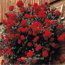 Rose &#39;Paul&#39;s Scarlet&#39; (Climbing) Hardy Shrub Seed   R01 - $6.00