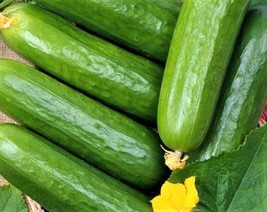 Marketer Cucumber Seeds 60 Seeds Nongmo4 Items - £6.61 GBP