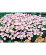 1/4 Oz Pink Primrose Seeds Pink Evening Primrose Bulk Seeds Approx 47000... - $389.26 MXN