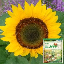 USA SELLER Golden Brown Sunflower Seeds 60Cm Tall Fresh Seeds - $15.98