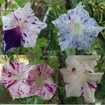 BELLFARM 50PCS 6 Types Of Ipomoea Nil Morning Glory Flower Seeds Annual Beautifu - £3.58 GBP