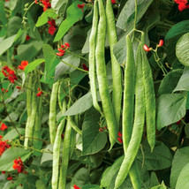 10 Seeds Scarlet Runner B EAN Boost Your Garden&#39;s Productivity With Superior - £11.39 GBP