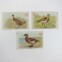 3 Victorian Trade Cards Arm &amp; Hammer Game Bird Prairie Chicken Plover Ruddy Duck - £11.71 GBP