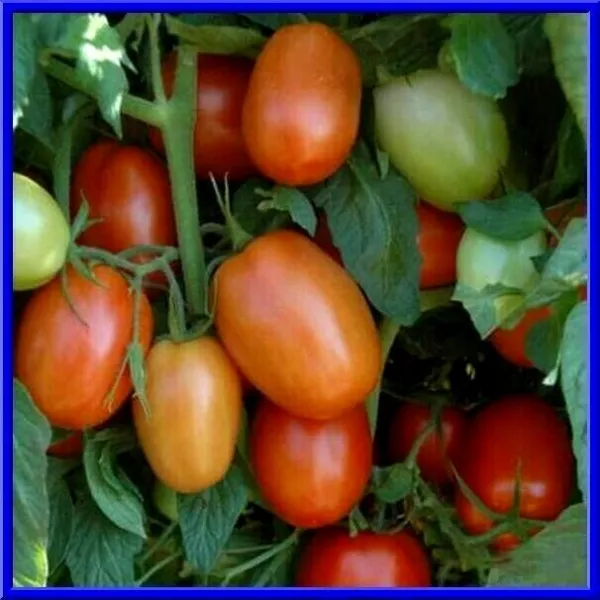 USA Seller FreshDebarao Bush Tomato Loads Of Fruit On Compact Bush Plant... - $12.98