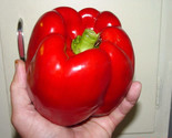 30 Seeds Giant Red Bell Pepper Seeds Sweet Heirloom Organic Non Gmo Fres... - £7.20 GBP