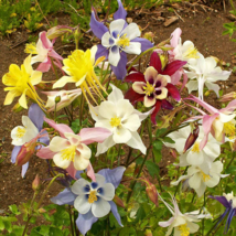 200 Seeds  McKana Giant Mix Columbine SeedsNon-GMO  - £9.19 GBP