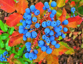 Creeping Oregon Grape Barberry Mahonia Repens 20 Seed Fresh Seeds USA - $4.58