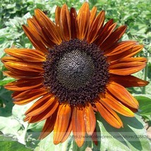 Terracotta Sunflower Seeds 15 Seeds Stunning Colors Pollen Free Lovely Cut Flowe - £8.59 GBP