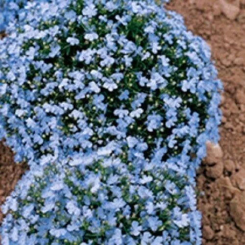 New Fresh Wonderland Blue Fragrant Alyssum Flower 100 Seed Perennial Ground Cove - £9.04 GBP