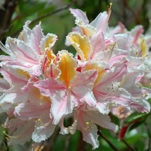 Rhododendron Occidentale Western Or California Azalea 10 Seeds Seeds Fre... - £17.68 GBP