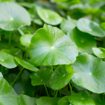 Gotu kola - 20 Seeds - $6.88