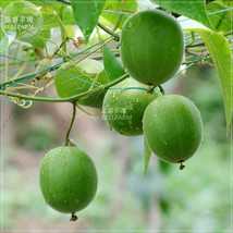 NEW BELLFARM Heirloom Luo Han Guo Siraitia Grosvenorii Fresh Seeds, 30 seeds, Ch - $18.99