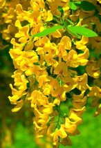 5 Golden Wisteria Seeds Vine Climbing Flower Perennial   - £13.04 GBP