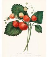 13249.Decor Poster.Home wall.Room vintage art design.Strawberry fruits.K... - $23.47 CAD+