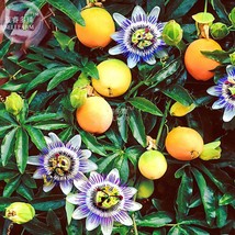 Passiflora Caerulea Passion Fruit Flowers Seeds 30 Seeds Yellow Fruits P... - $13.80