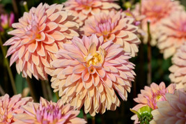 50 Watercolor Mix Dahlia Variabilis Double Bloom Mixed Colors Flower Seeds Fresh - £6.37 GBP