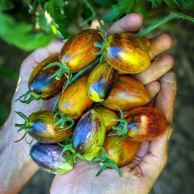 30+ Brad&#39;s Atomic Grape Tomato Seeds -- Solanum lycopersicum) -- ORGANIC... - $6.85