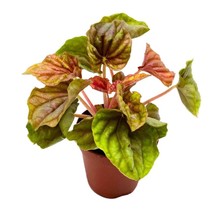 Peperomia Quito, 4 inch, Bright Orange and Red Ripple Pep Caperata - £15.20 GBP