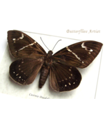 Huge Sun Moth Castnia Daedalus XL  Framed Entomology Shadowbox Display - $98.00