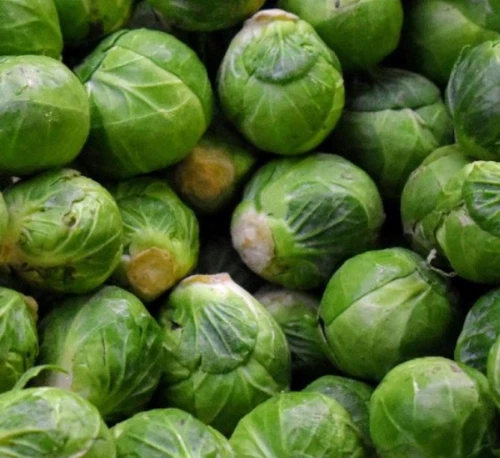 500 Seeds Brussel Sprouts Long Island Improved Flowers Seeds Non-GMO - $5.99