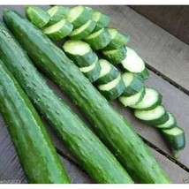 USA SELLER Japanese Long Burpless Cucumber Seeds Fast Shipping - £7.31 GBP