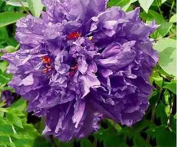 Purple Peony Seeds, 5 seeds, professional pack, a must for loving big fl... - £7.67 GBP