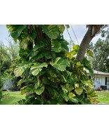 SEPTH GIANT Variegated Golden Pothos Climbing hawaiian Live Plant Rooted... - $38.10 CAD