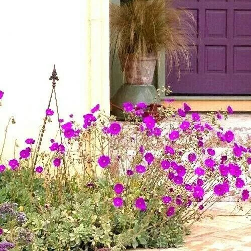 SUCCULENT Calandrinia Spectabilis ROCK PURSLANE 5 Live 6&quot; plant cuttings - $37.00