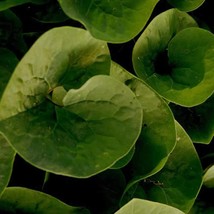 Fresh New Wild Ginger Seeds - £11.41 GBP