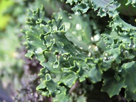 SML Collard Green Seed Champion 200 Seeds Bulk Seeds - $12.69