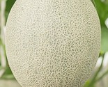 25 Hales Best Jumbo Melon Seeds Non-Gmo Cantaloupe Muskmelon #Melonseeds... - $8.99