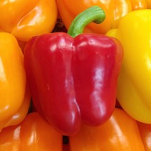 Ozark Giant Sweet Bell Pepper Gardening USA Shipping - $10.00