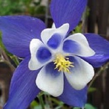 New Fresh Seeds 25 Blue Star Aquilegia Columbine Perennial Flower Seeds - $25.28