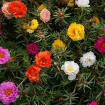 50 Double Moss Rose Mix Portulaca Seeds Annual Flower Ground Cover - £14.30 GBP