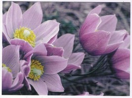 Animal Postcard Pasqueflower Anemone Patens Rocky Mountain National Park - £3.15 GBP