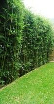 10 Plants / Divisions for 50 Ft Bamboo Hedge-Bambusa Green Hedge Clumping Form b - $350.00