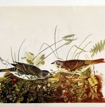 Fox Sparrow Bird Lithograph 1950 Audubon Antique Art Print DWP6A - $29.99