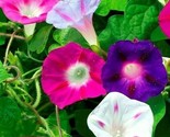 Morning Glory Flower Seeds 30 Mixed Colors Climber Vine Annual Fast Ship... - £7.20 GBP