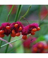 Euonymus Americanus American Strawberry Bush Bursting Heart 10 Seeds Usa... - $27.20