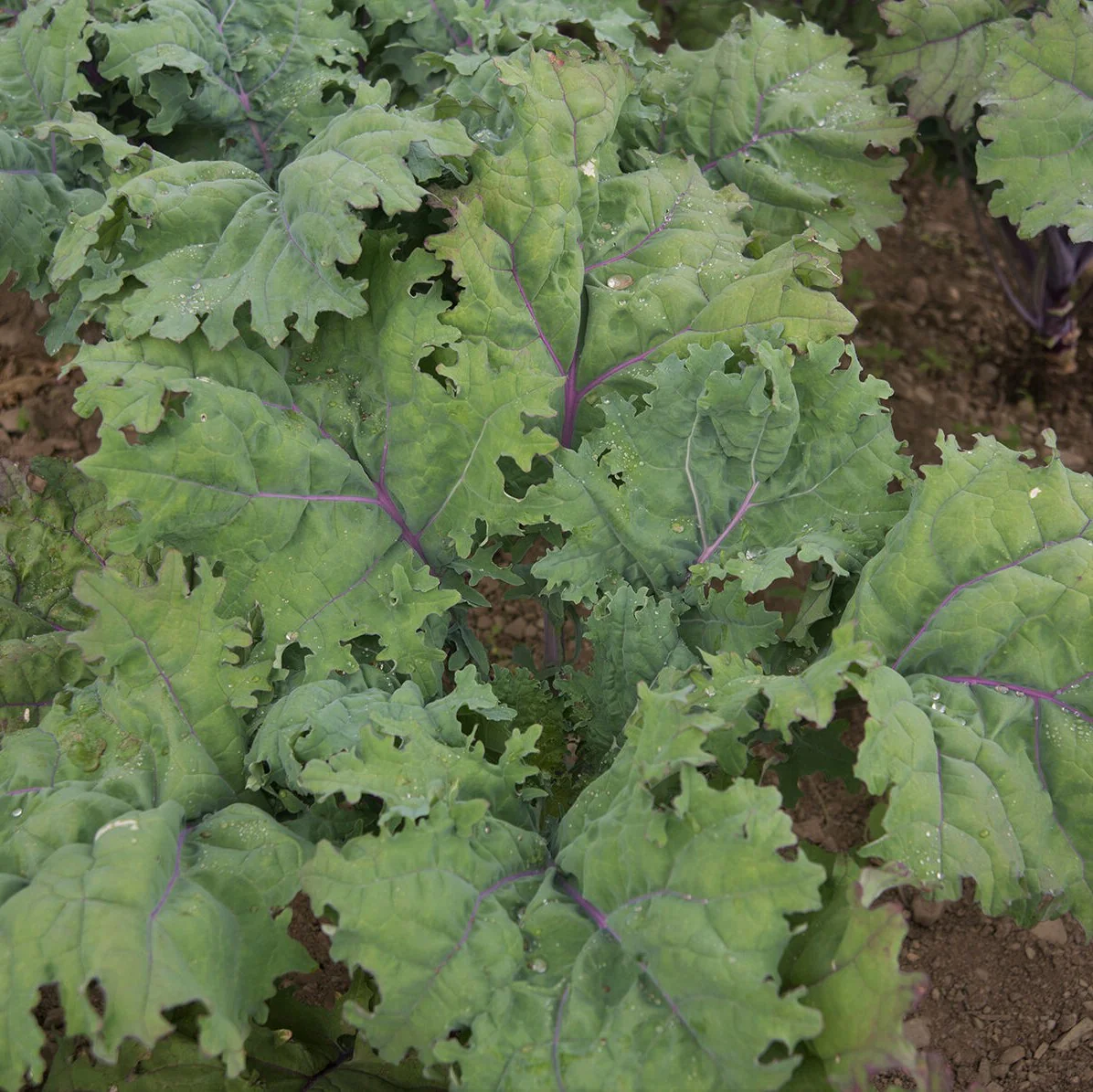 1000 Red Russian Kale Seeds – Tender, Mild-Flavored Kale - $5.98