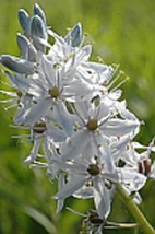 30+ PURE WHITE WILD HYACINTH FLOWER SEEDS / CAMASSIA SCILLOIDES / PERENNIAL - £11.74 GBP