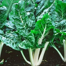 Lucullus Giant Swiss Chard Seeds US Seller Fast Shipping - £4.62 GBP