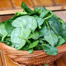 150 heirloom non-GMO Green Stem Malabar Spinach Seeds; Vietnamese Spinach seeds - £13.98 GBP
