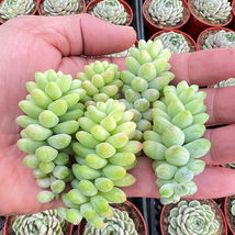  Live Fresh Cuttings 5 Pcs of Burro&#39;s Tail Succulent cuttings for plant beginner - £17.36 GBP