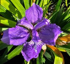 Warf Walking IRIS Purple Flower 1 Live plant in 4 INCHES POT garden - $49.99